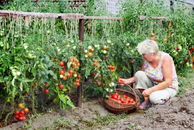 tomates de xardín para varices